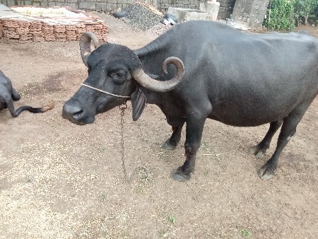 ભેંસ વેચવાની છે