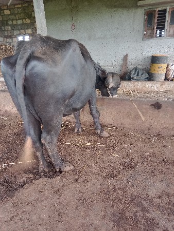 વેસવાનીસે બુજુવેતર વીયાસે