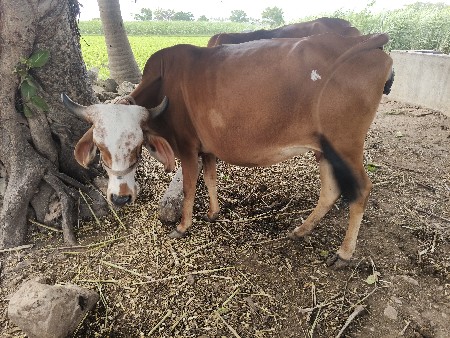 ગાય વેચવાની છે