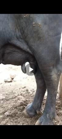 ભેંસ વેચવાની છે