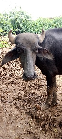 પાડો
