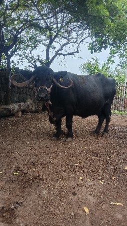 વૅચવાની છે