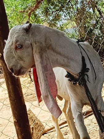 વેચવાનોસે