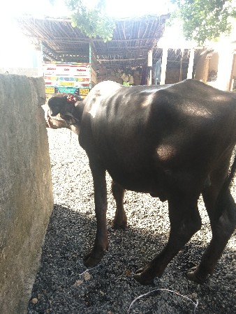Karo Pado Vechvanu Chhe