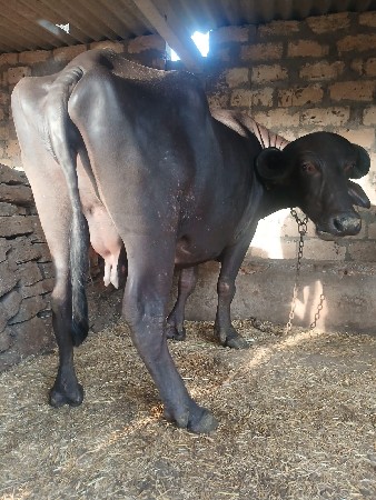 આ.બે.ખડાયુ.વેશવાનિછે