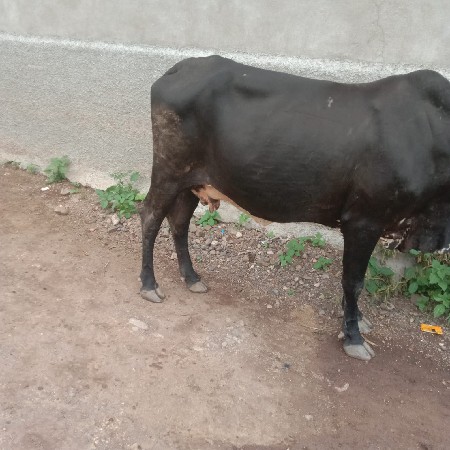 આ ગાય વેસવાની છે