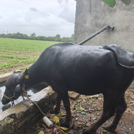 ભેંસ વેચવાની છે.