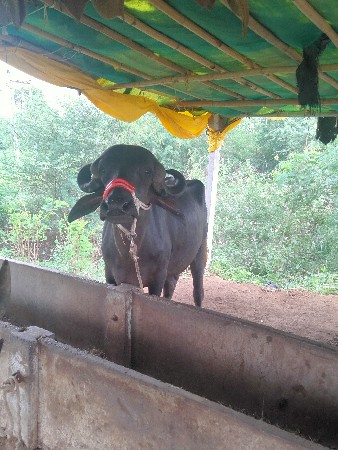 ખડાય વેચવાની સે