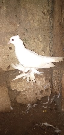 કબુતર વેચવાના છે