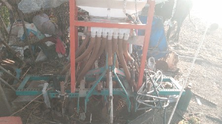 7 દંત ની મીની છે