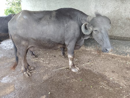 ભેંસ