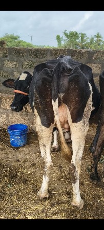 બે હોડકા વેસવાના છે