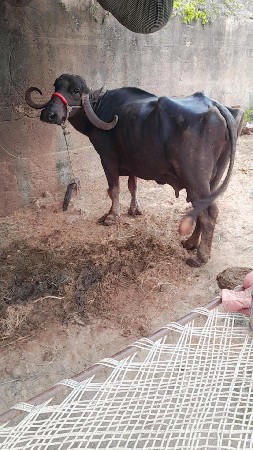 ભેંસ વેચવાની છે