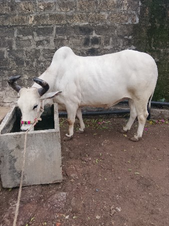 બળદ વેચવાનો છે