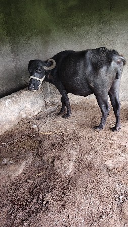 ભેંસ વેચવાની છે
