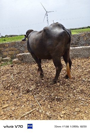 પેલું વેતર ખડેલું