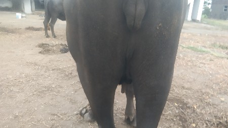 પેલ વેતર વીયાણેલ અને એક ગાભણી વે