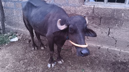 ખડેલું વેશવાં નું સે