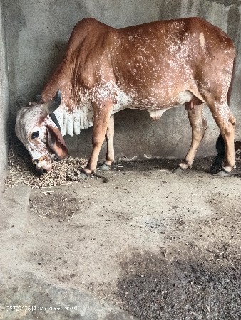 બે ગીર કાબરી હોડકી વેચવાની છે