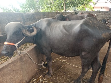 ખડેલી વેચવાની છે