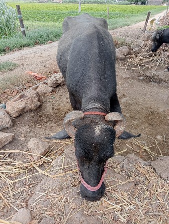 ભેંસ વેચવાની છે