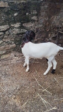 બકરી