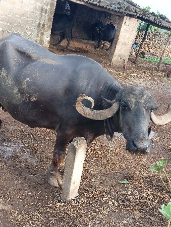 ભેસ ત્રીજુ વેક્ટર છે વેચવાની છે