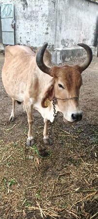 વેતર ત્રીજુ