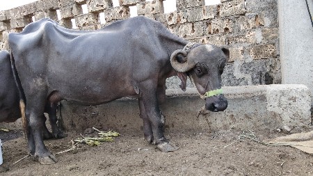 ભેંસ વેચવાની છે