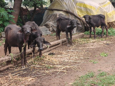 pasa vechvani check