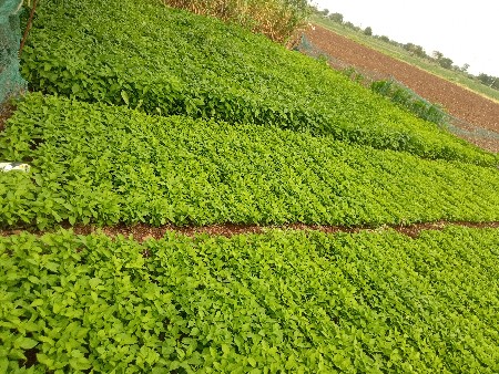 ઓરિજનાલ દેશી રેસમ પાટો