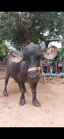 ભેસ વેચવા ની છે.