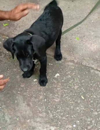 કુતરી વેચવા ની છે
