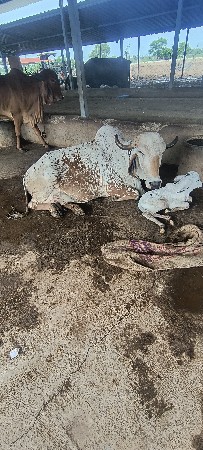 ગાય