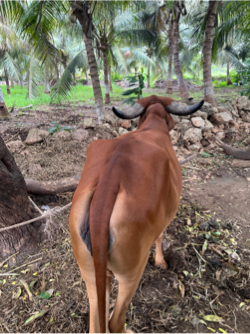 Paluvatru