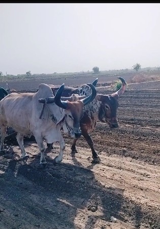 બળદ વેચવાના છે.
