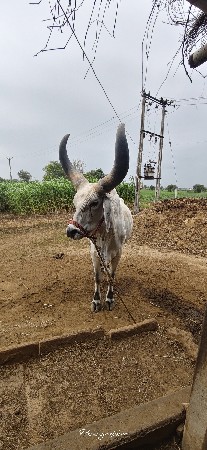 બળદ વેચવાના છે