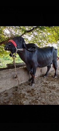Bhesh vechvani che