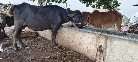 ભેંસ વેચવાની છે