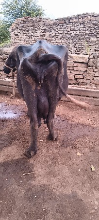ભેંસ વેચવાની છે
