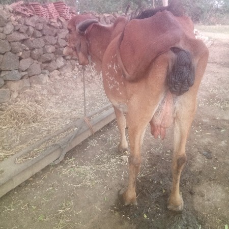 ગાય વેચવાની છે