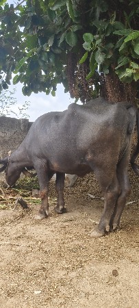 asraf hingora