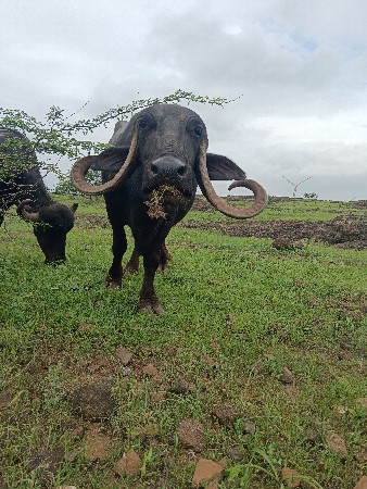 ભેંસ વેચવાની છે