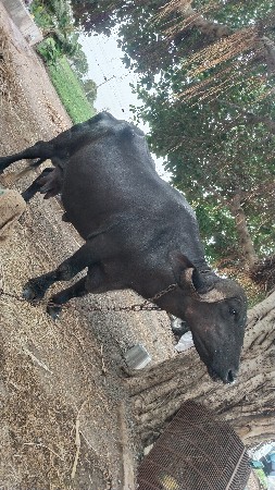 2 વેતર છે