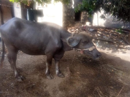 ભેંસ વેચવાની સે