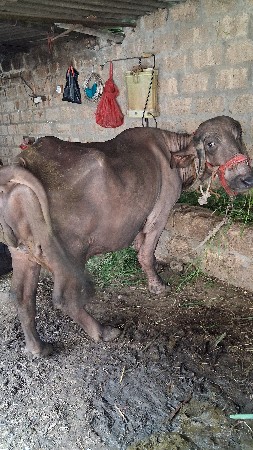ભેંસ વેચવાની છે