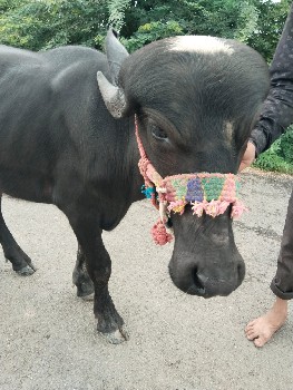 પાડી વેચવાની છે