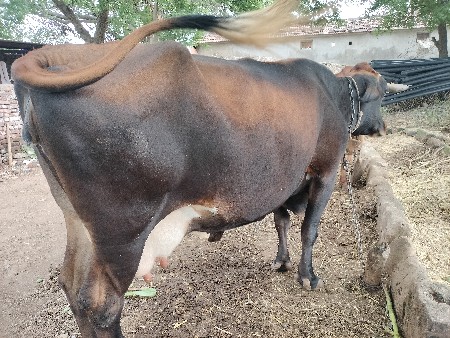 જર્સી ગાય વેચવાની છે
