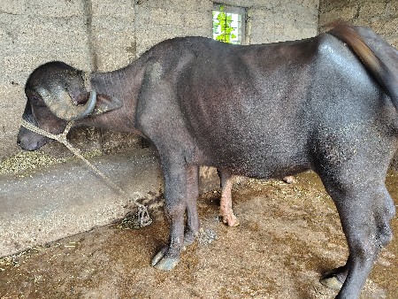 ખડેલી બેસવાની સે