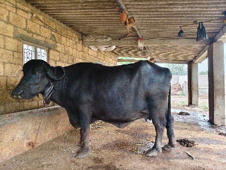 bhains